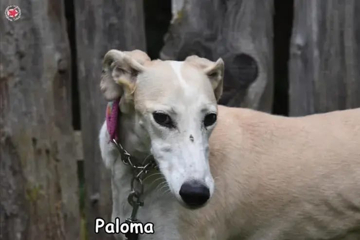 Paloma gallery image 4