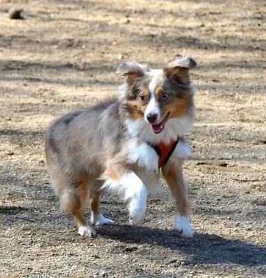 Miniature American Shepherd – hunderace