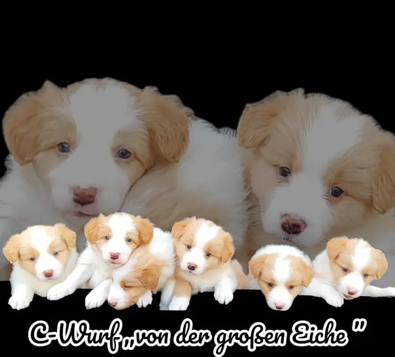 Border Collie „von der großen Eiche” gallery image 2