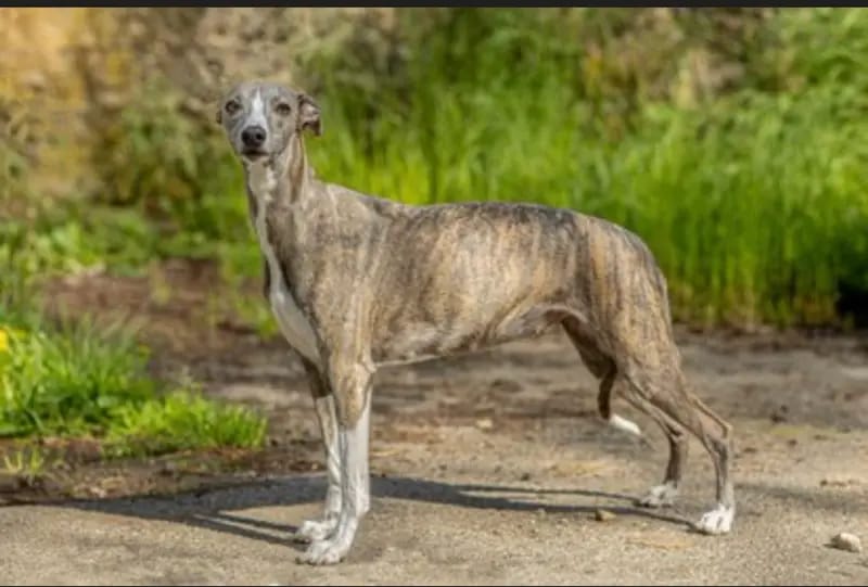 Whippets of Poet‘s Corner gallery image 2