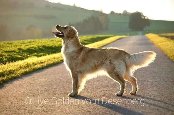 Olive Golden vom Desenberg gallery image 2