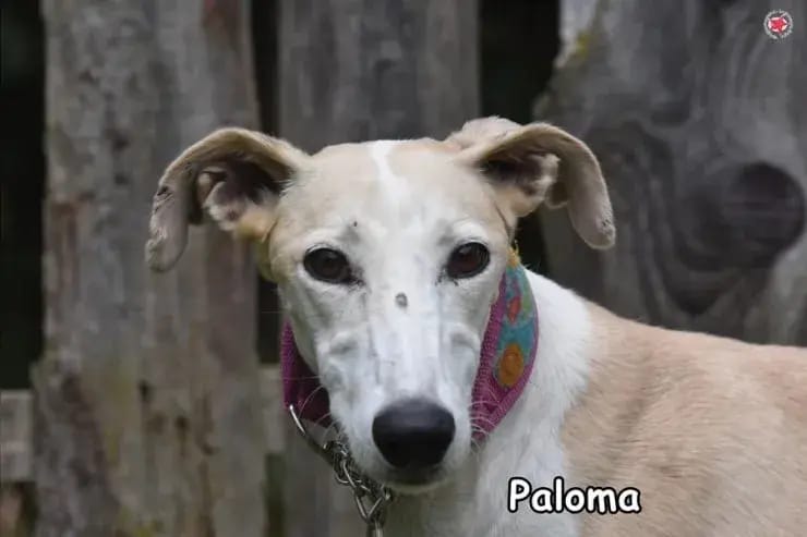 Paloma gallery image 2