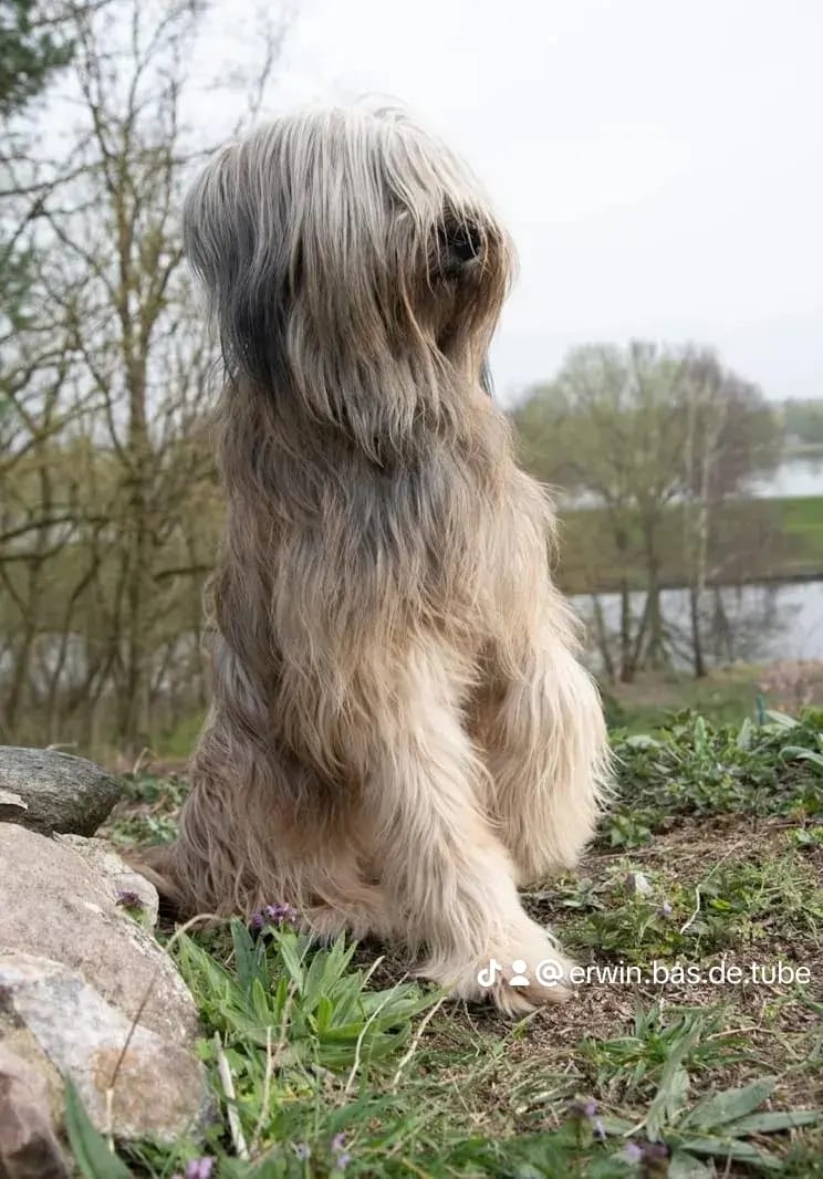 Trixie vom Wäller aus der Obergrafschaft gallery image 2