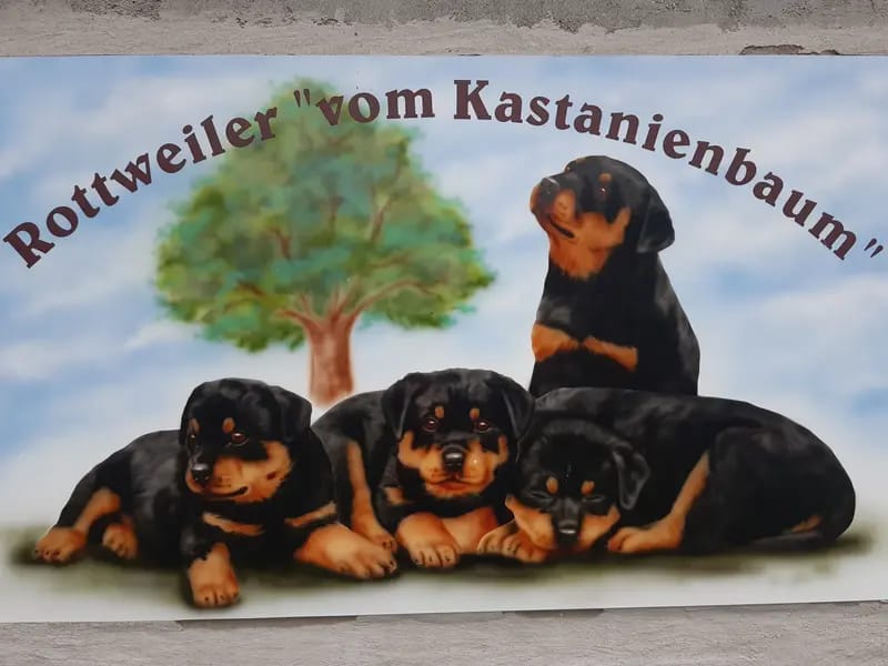 private Hundezucht und Ausbildung von Rottweiler gallery image 2