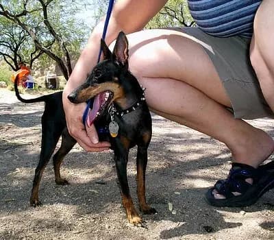 Terrier de Manchester miniature – race de chien