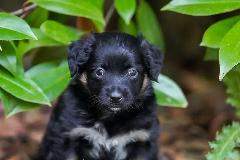 Unsere kleinen Mini Australian Shepherd Herzensbrecher suchen noch ihr perfektes Zuhause gallery image 4