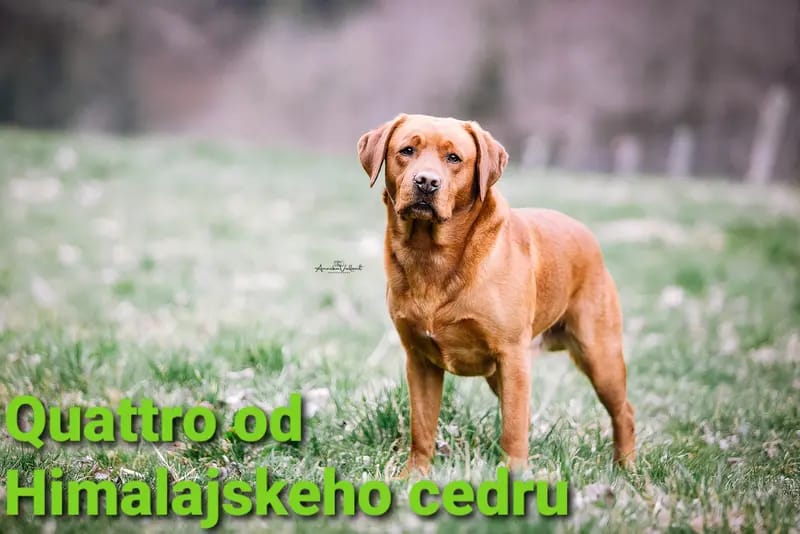 Quattro od Himalajskeho cedru gallery image 2