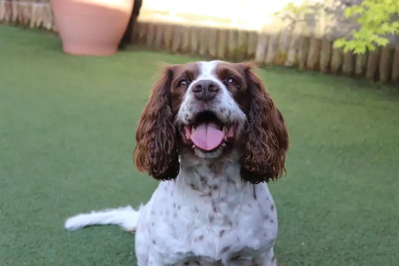 Engelsk Springer Spaniel – hunderace