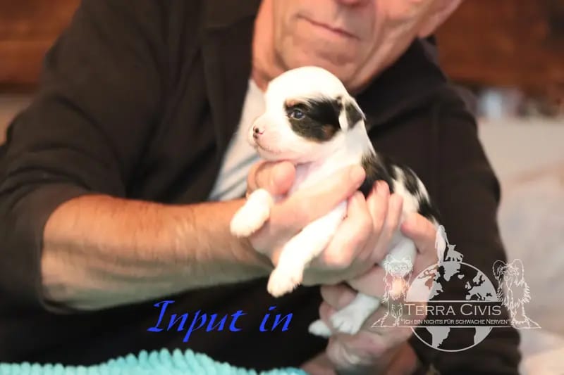 Input – Chinese Crested Dog Welpe – Bild 4