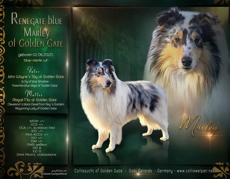 Collie of Golden Gate gallery image 2