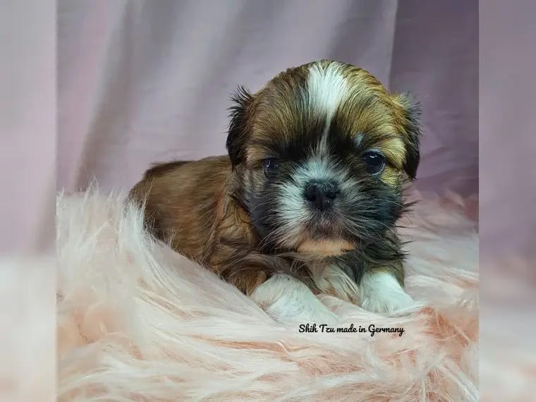 Reinrassige Shih Tzu Welpen gallery image 3