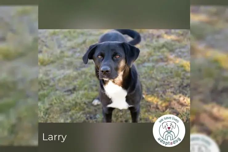 Larry gallery image 2