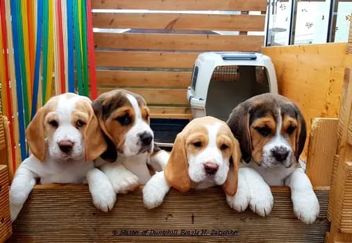 Master of Dumphill Beagle Kennel gallery image 3