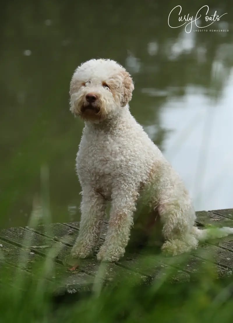 Curly Coats Brad Pitt gallery image 2