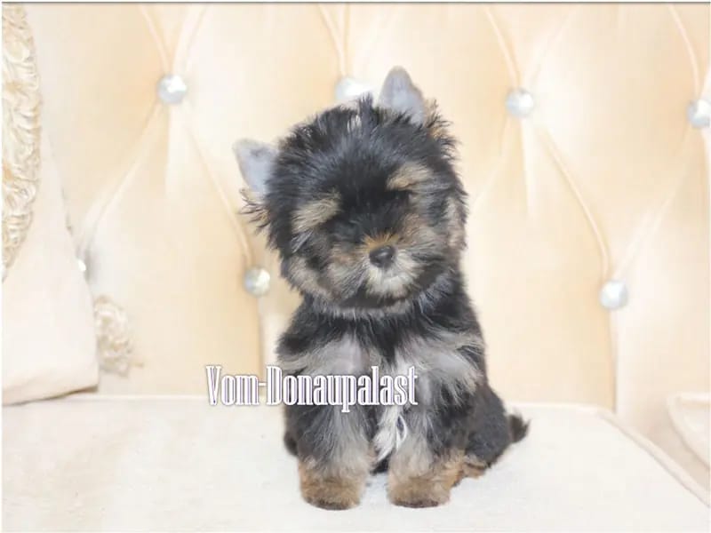 Yorkshire Terrier Welpen aus seriöser Hundezucht. gallery image 4