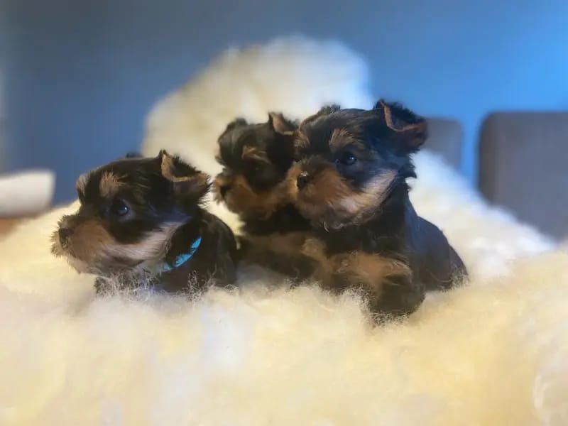 Yorkshire Terrier "Ray of Glory" gallery image 2