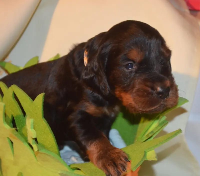 Gordon Setter Welpen gallery image 3