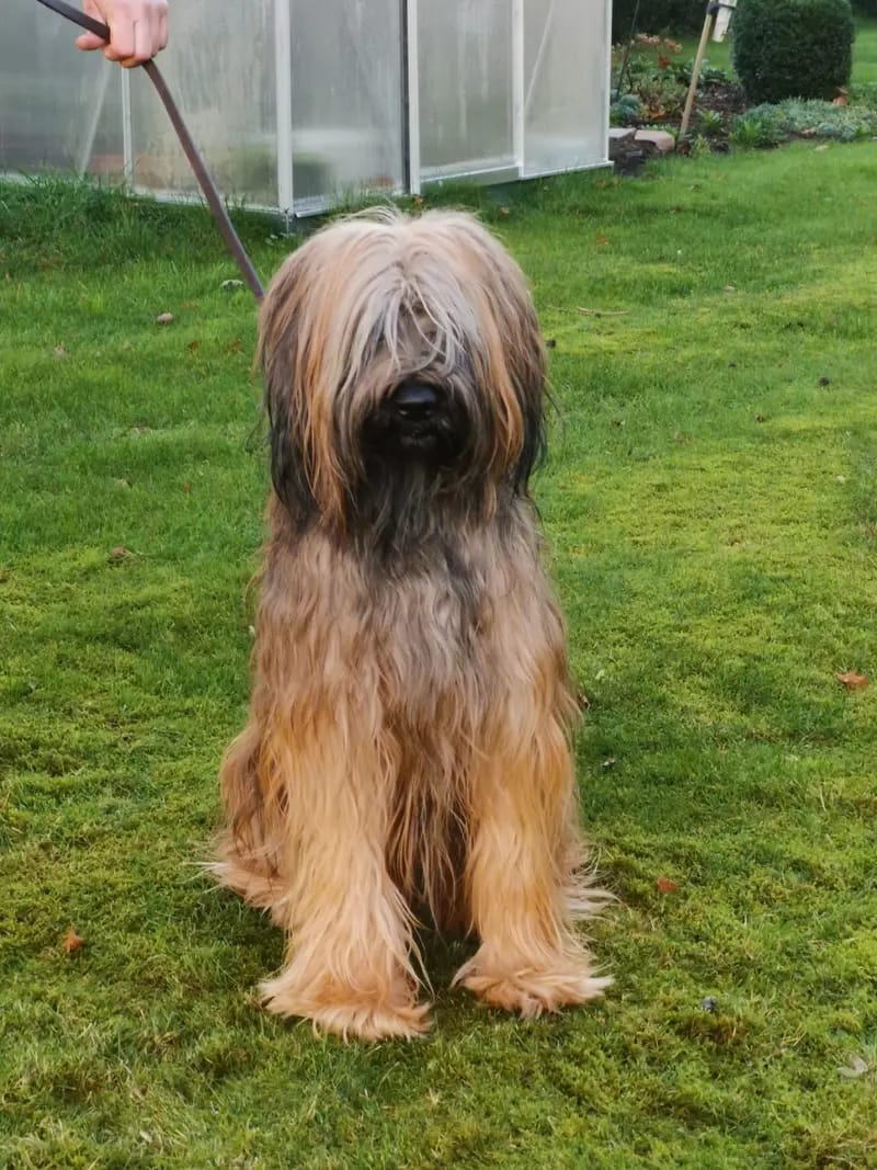Baxter von der Leineweber gallery image 2