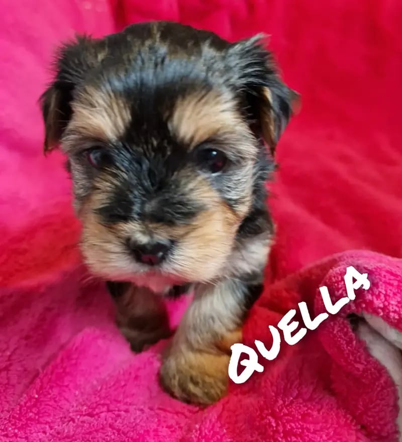 Quella gallery image 4