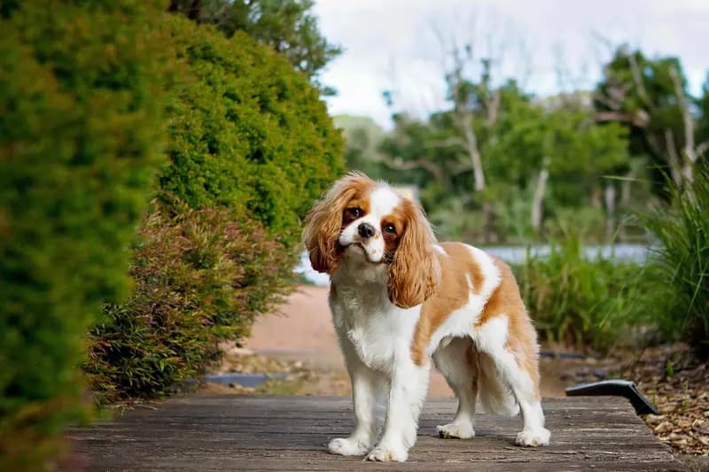 Cavalier King Charles Spaniel – hunderace