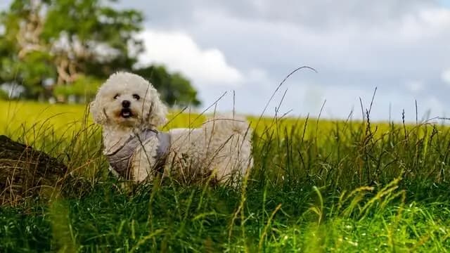 Bichon frisé – hunderace
