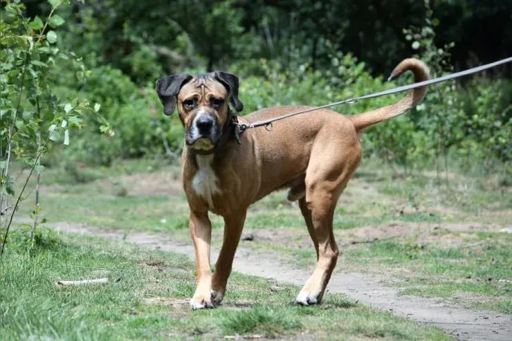 Bully gallery image 2
