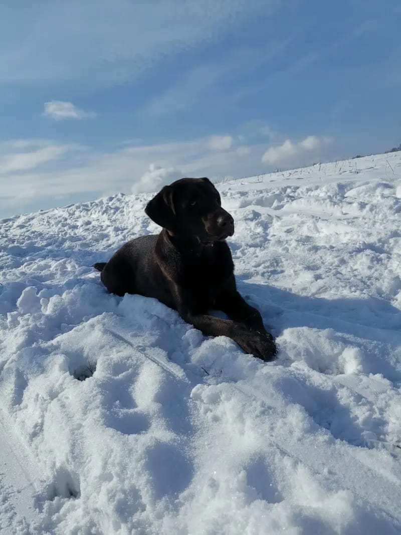Labrador vom Bärengraben gallery image 2