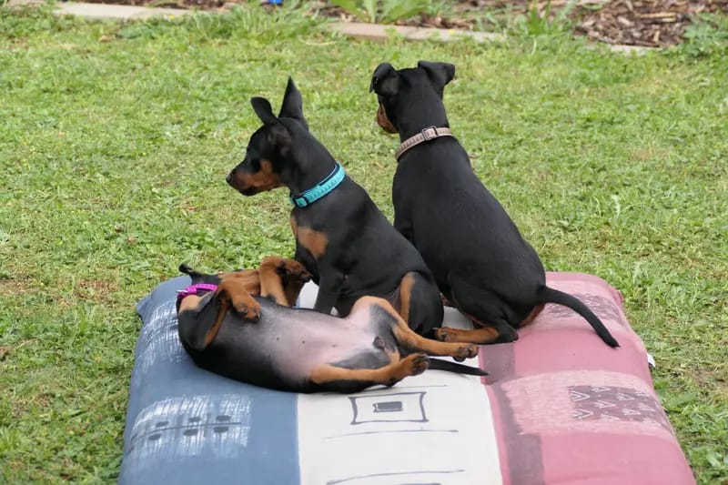 Zwergpinscher vom Zwergbach gallery image 3