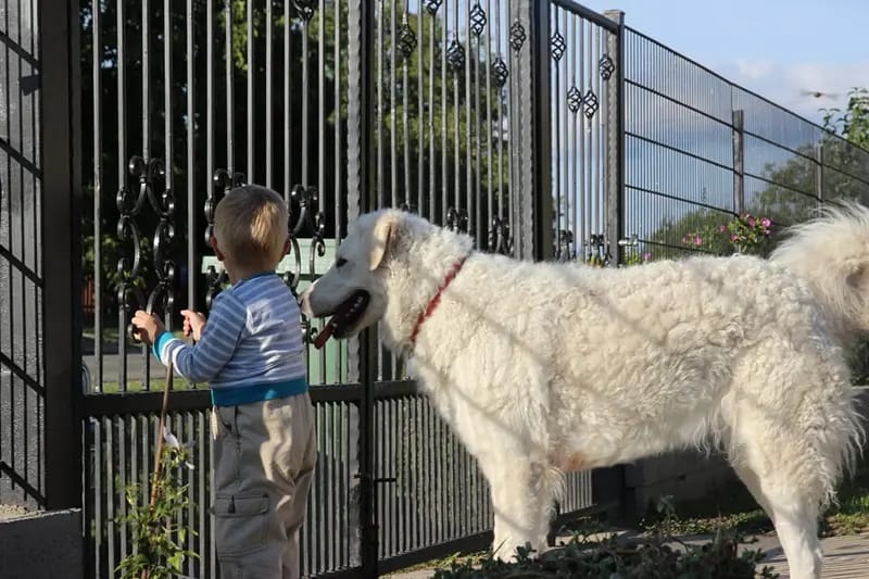 Wigdalir Kuvasz Zucht nur mit Ungarischen Linien gallery image 4