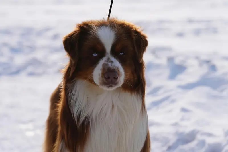 Deckrüde Australian Shepherd/Red Tri/ Blaue Augen gallery image 3