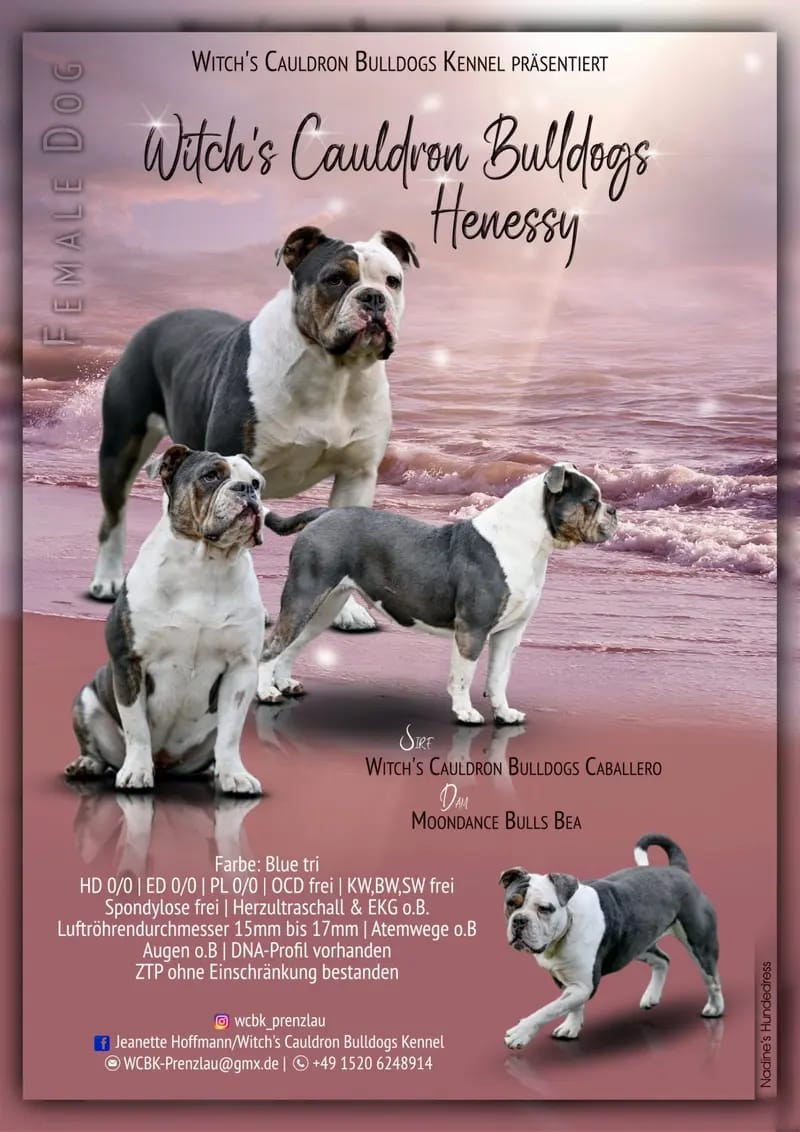 Witch's Cauldron Bulldogs Kennel gallery image 3