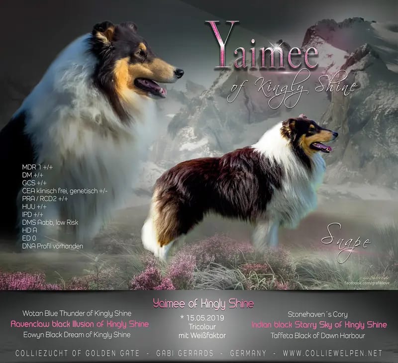 Collie of Golden Gate gallery image 3