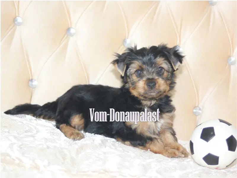 Yorkshire Terrier Welpen. Keine Mini. Biewer und Standard gallery image 3