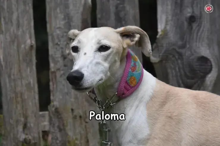 Paloma gallery image 3