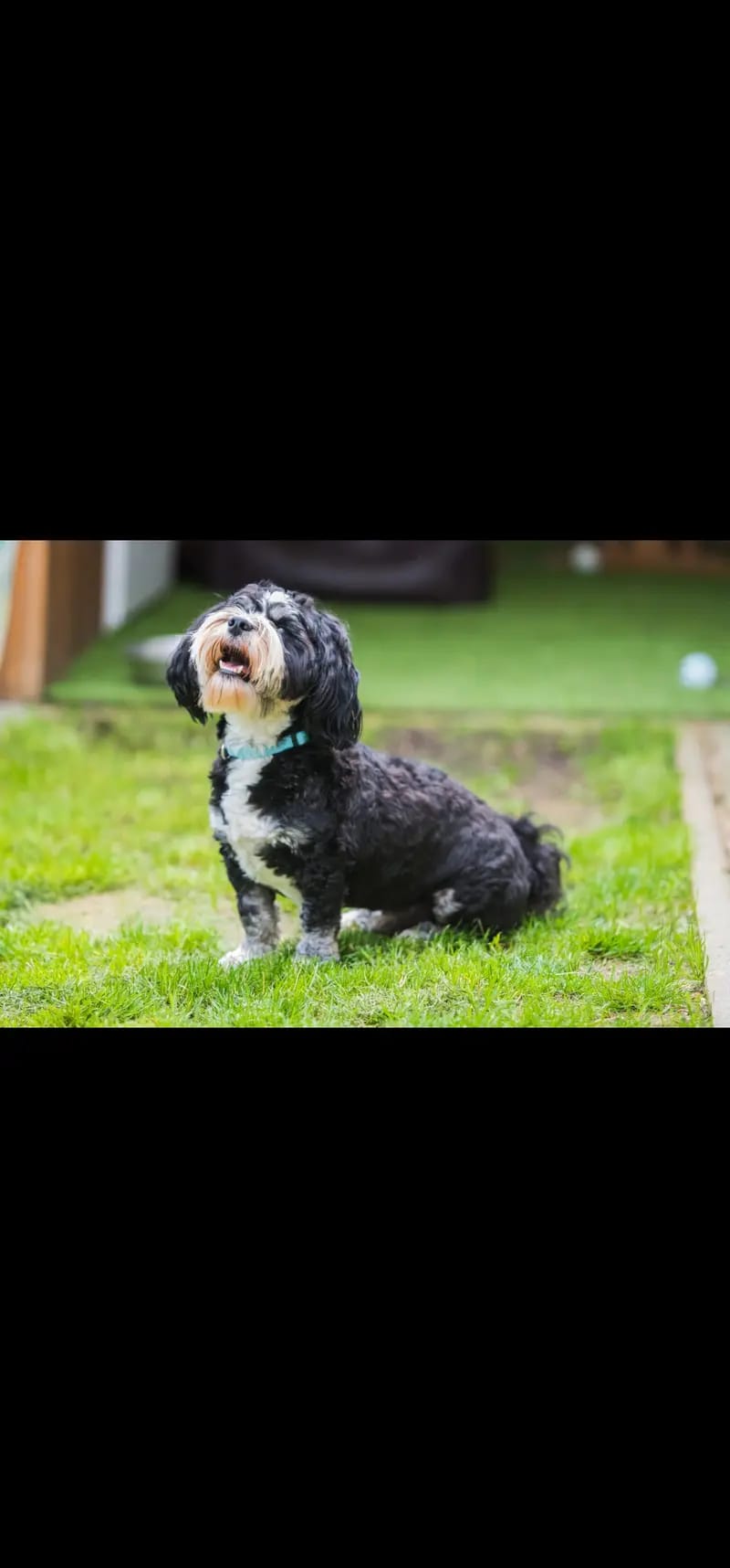 Willi from the fairy tail havanese gallery image 4