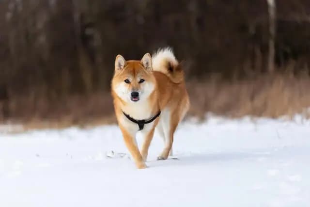 Shiba – hunderace