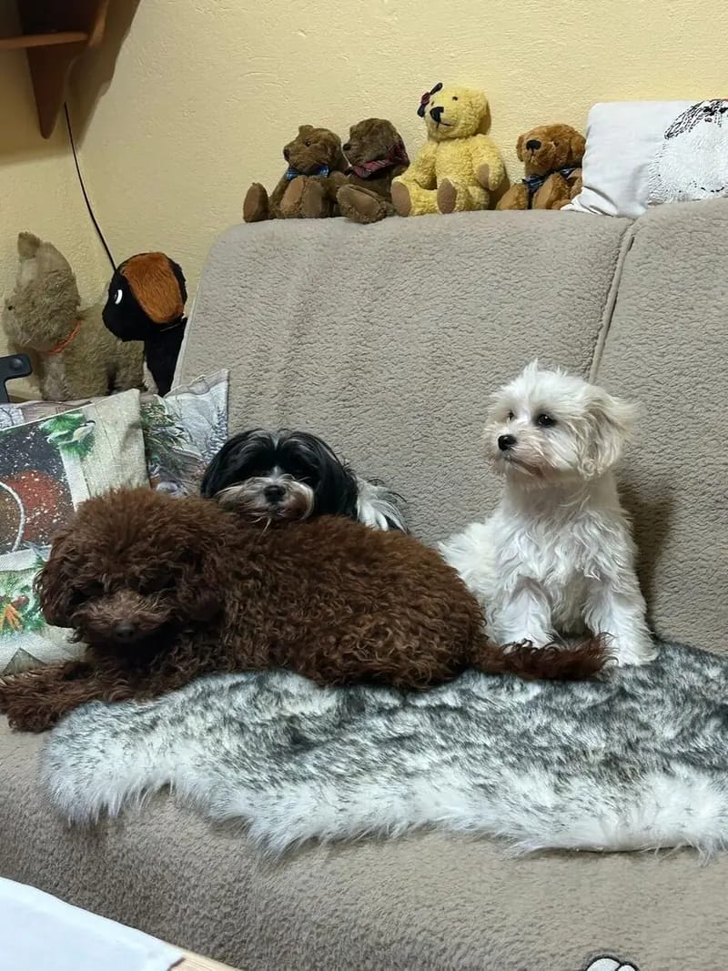 Achtung ! Wir müssen aus privaten Gründen unsere Lieblinge abgeben – Maltipoo Welpe – Bild 4