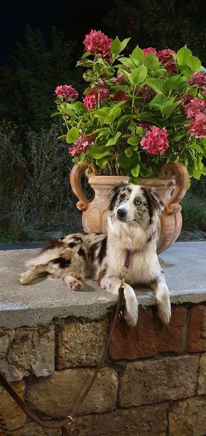 Australian Shepherd Zucht RM gallery image 3