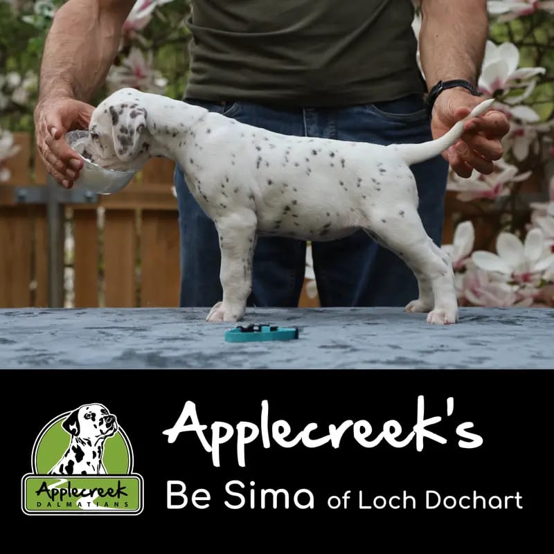 Applecreek’s Be Sima of Loch Dochart gallery image 2