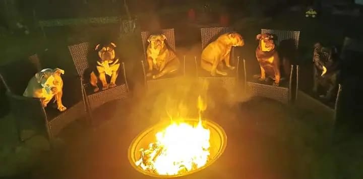Heartbreaker-Bulldogs gallery image 2