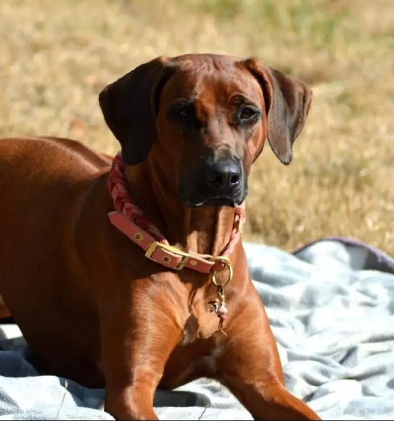 Lina-Joy from Rhodesian Spirit gallery image 2