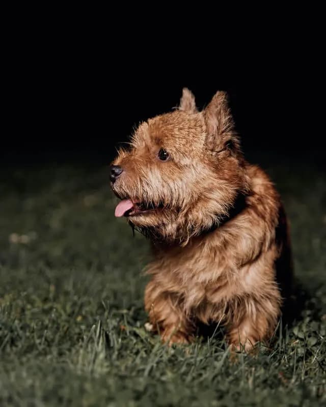Norwich Terrier – hunderace