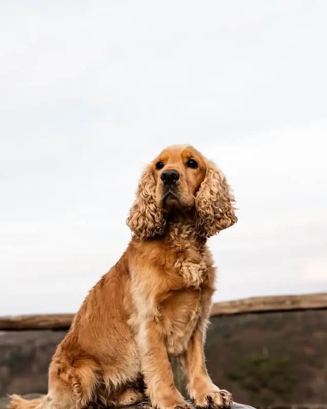 Engelsk Cocker Spaniel – hunderace