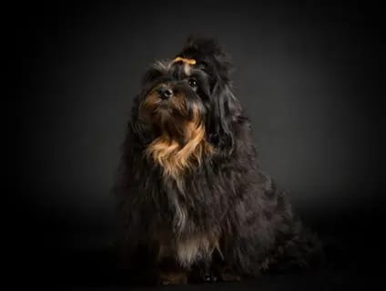 Jascha gallery image 3