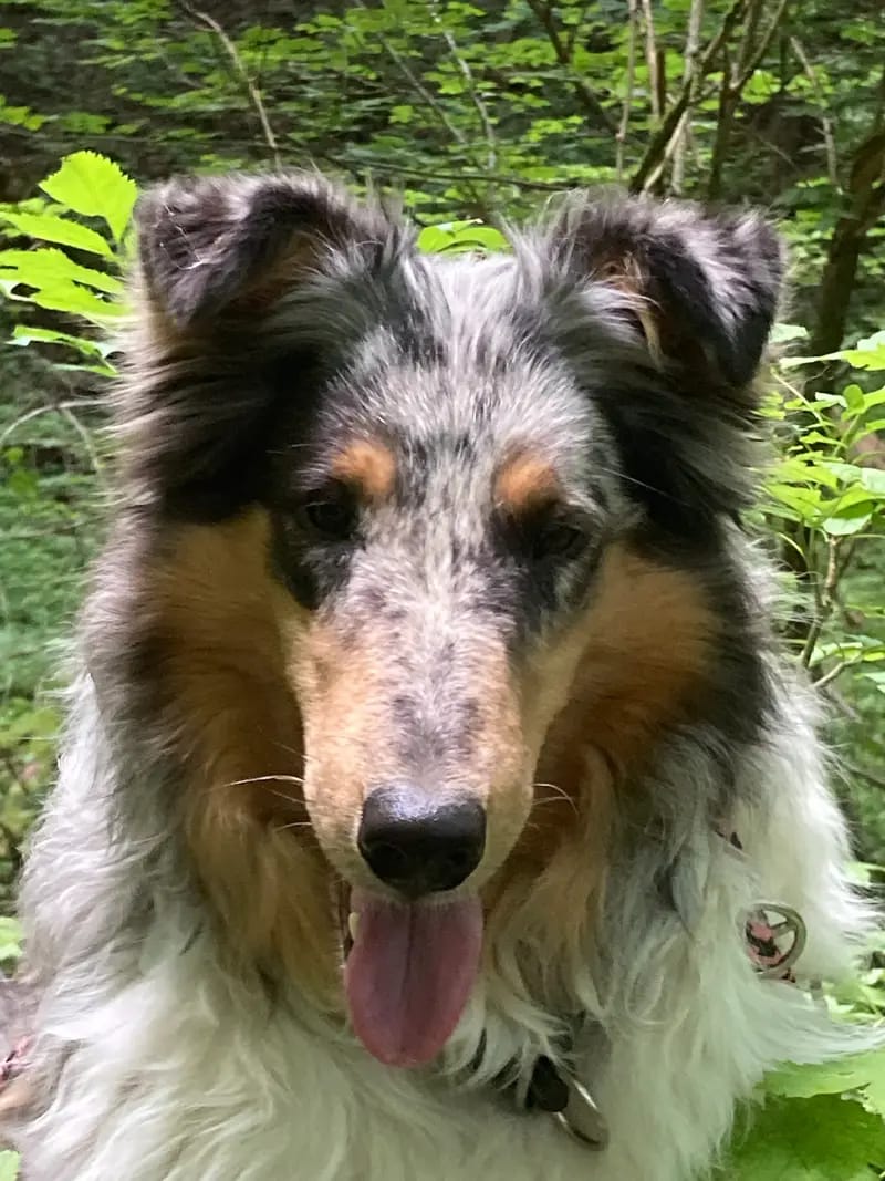 Collies vom Kath'lberg gallery image 2