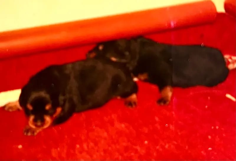 Rottweilerzwinger vom Weiltal gallery image 2