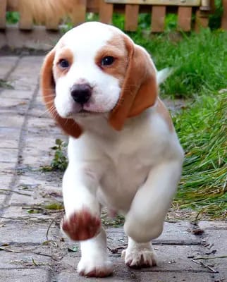Beagle von der Krayenburg gallery image 4