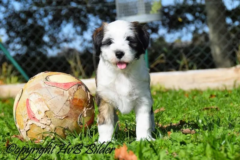 "Tingsha" Tibet Terrier von Unterfranken gallery image 3