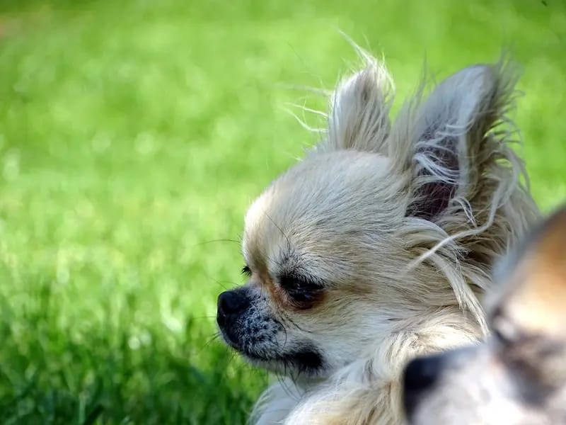 Chihuahuas aus der Kluterthöhle gallery image 2