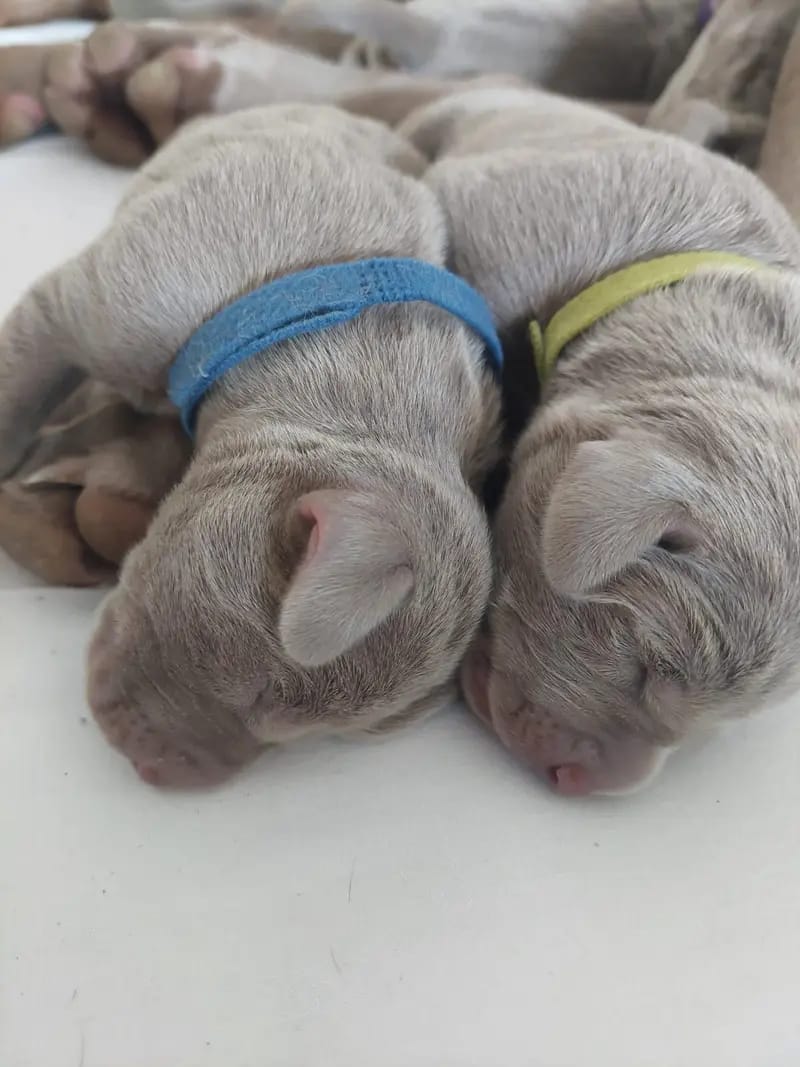 Weimaraner aus der Holzgasse gallery image 4